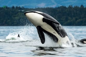 Campbell River - Vancouver Island